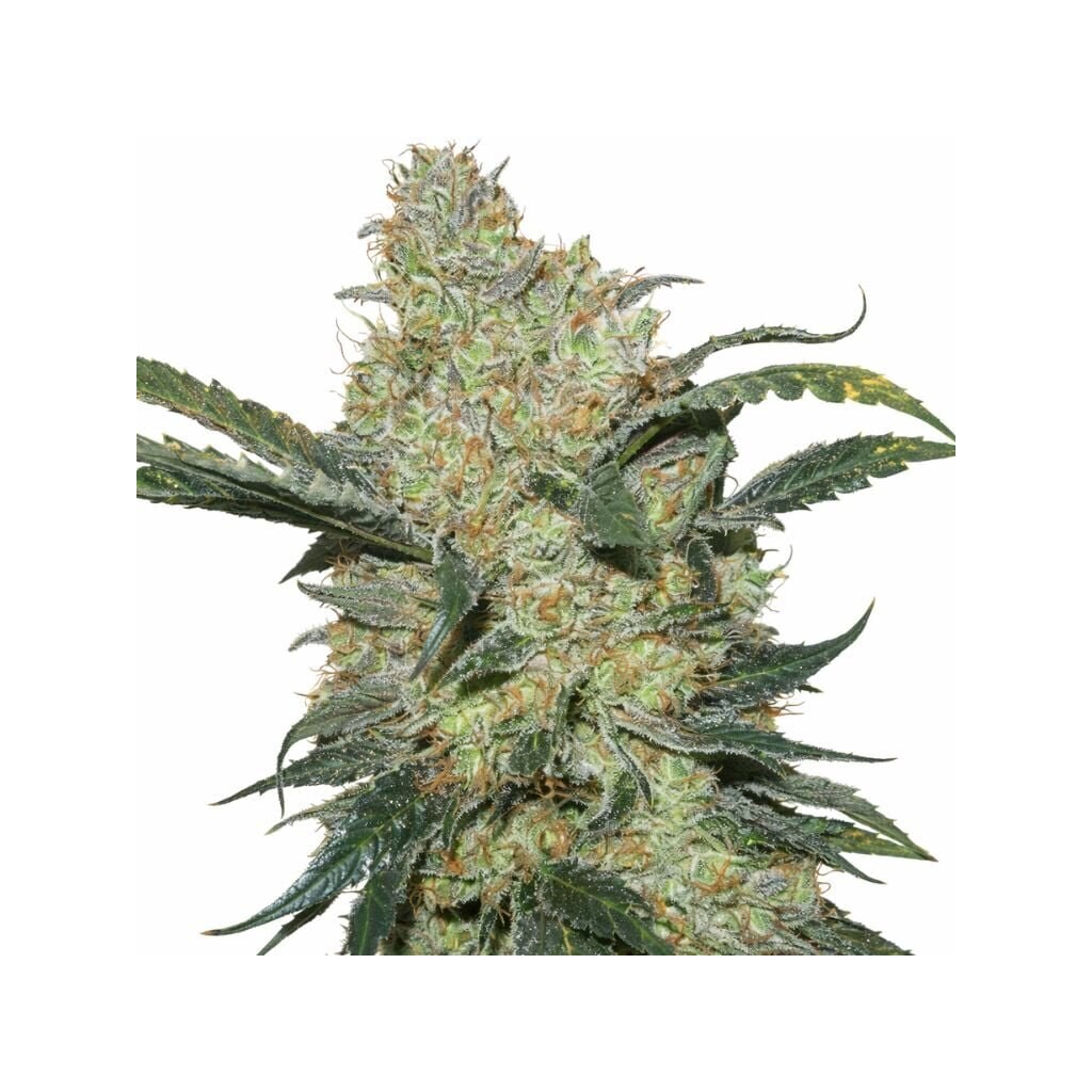 King’s Kush Feminized