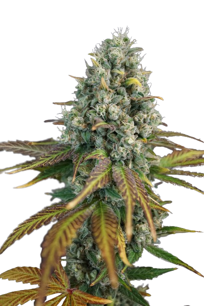 13 Dawgs Feminized