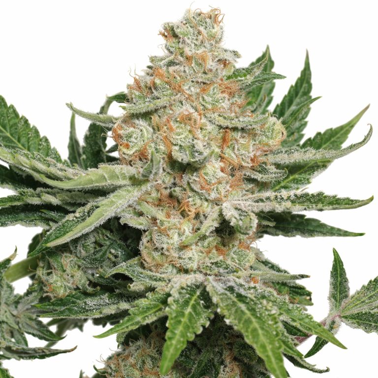 Alien Dawg Feminized