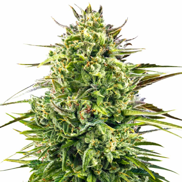 Alien OG Feminized