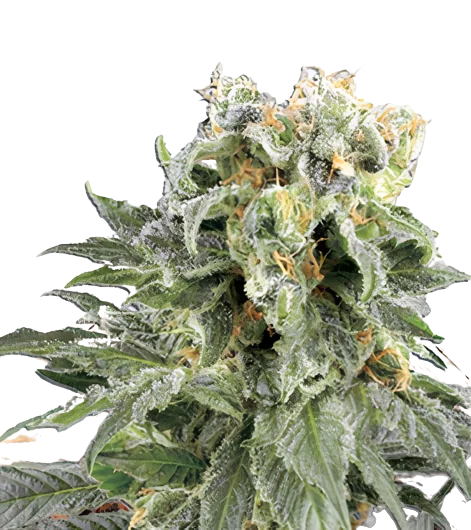 Angel OG Feminized