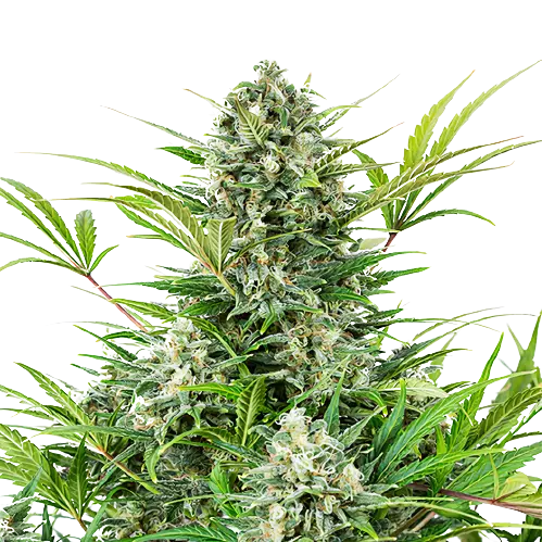 Anonymous OG Feminized