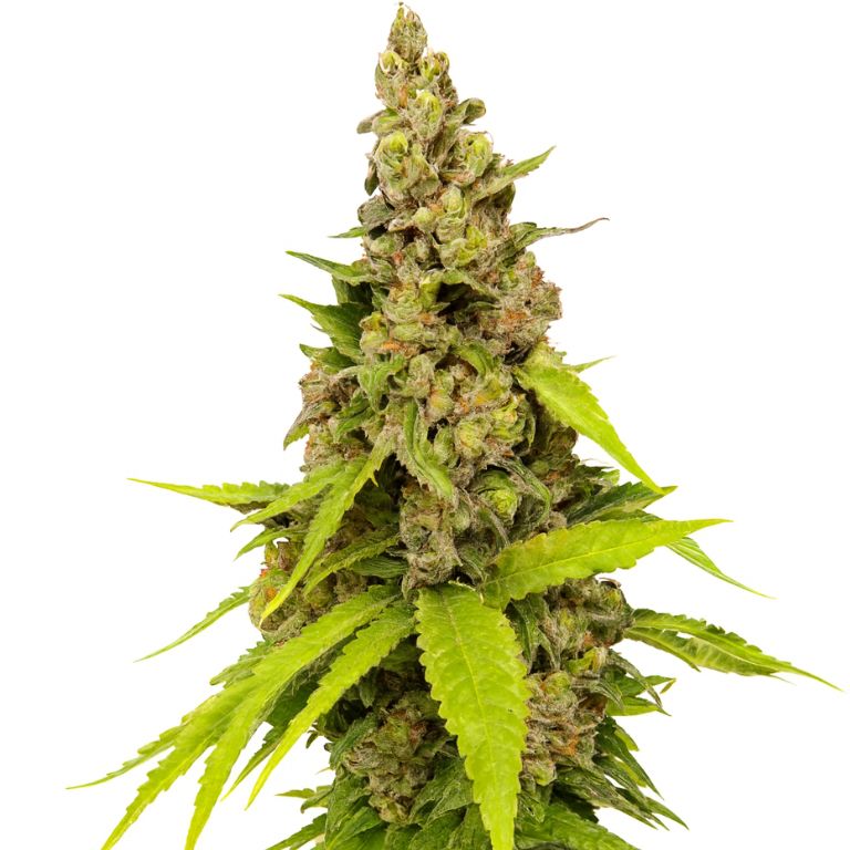 Apollo 13 Feminized