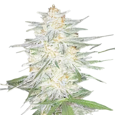 Aspen OG Feminized