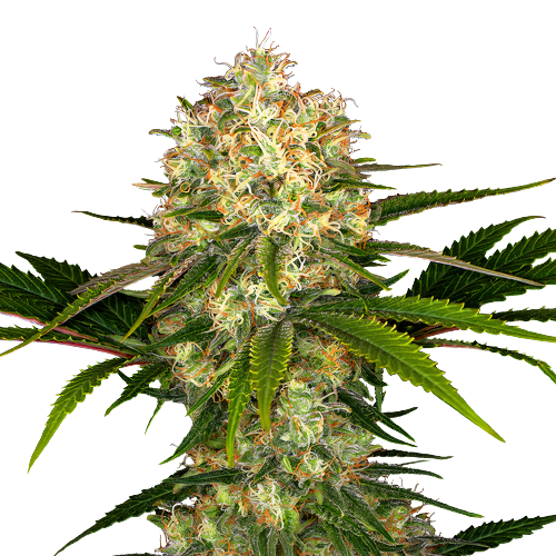 Athabasca Feminized