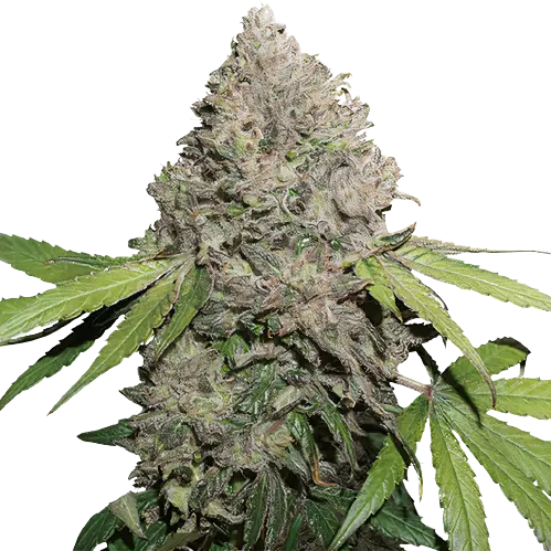 Berry Noir Feminized