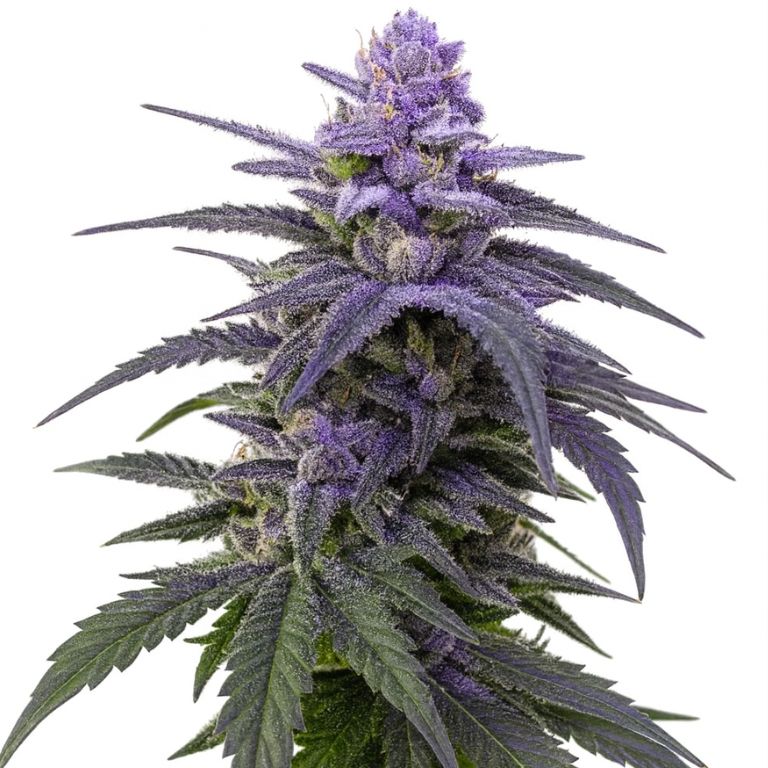 Black Rose Feminized