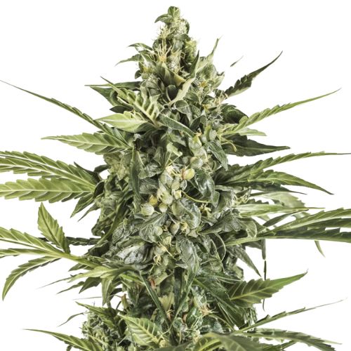 Black Russian Feminized