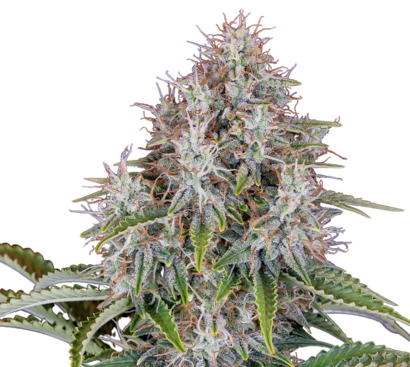 Blue Haze Auto