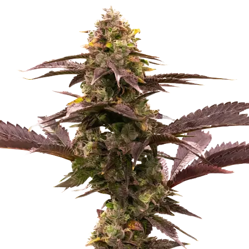 Blue Jack City Feminized