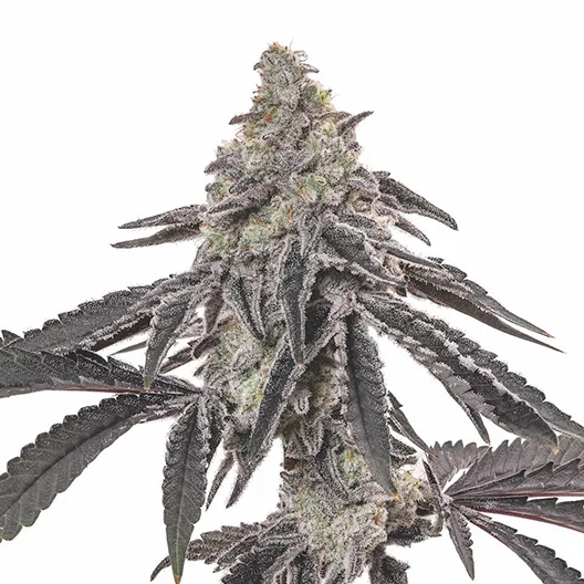 Blue Jay Way Feminized