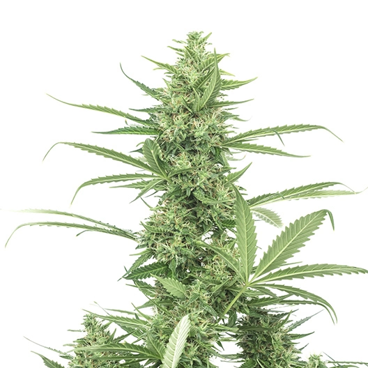 Blue Kiss Feminized