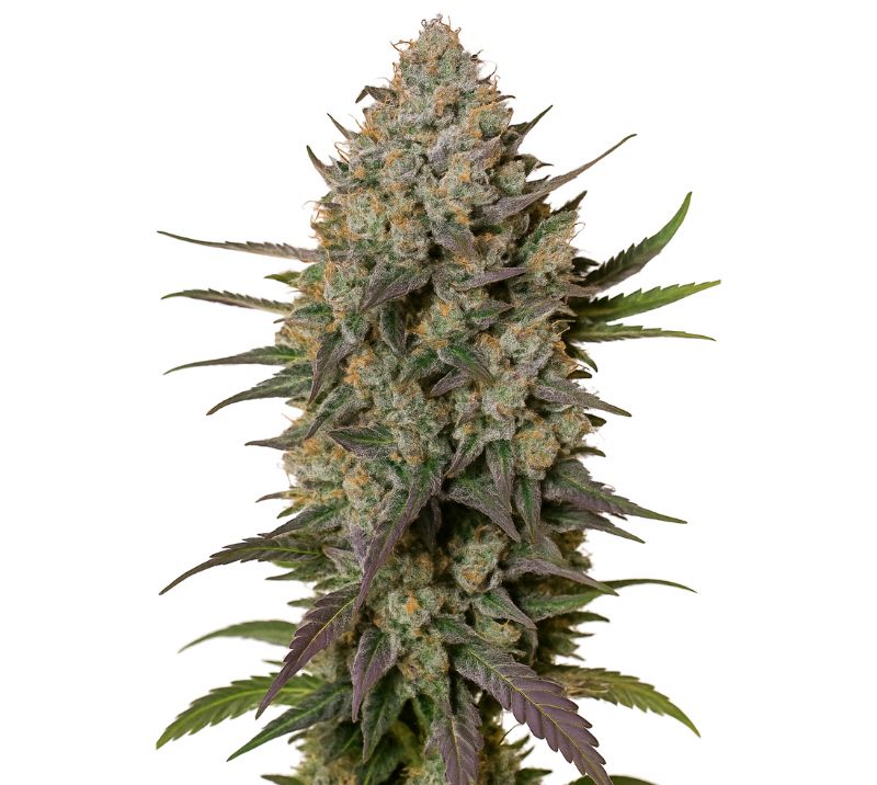 Blue Persuasion Feminized