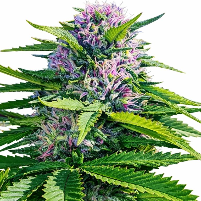 Blue Power Feminized