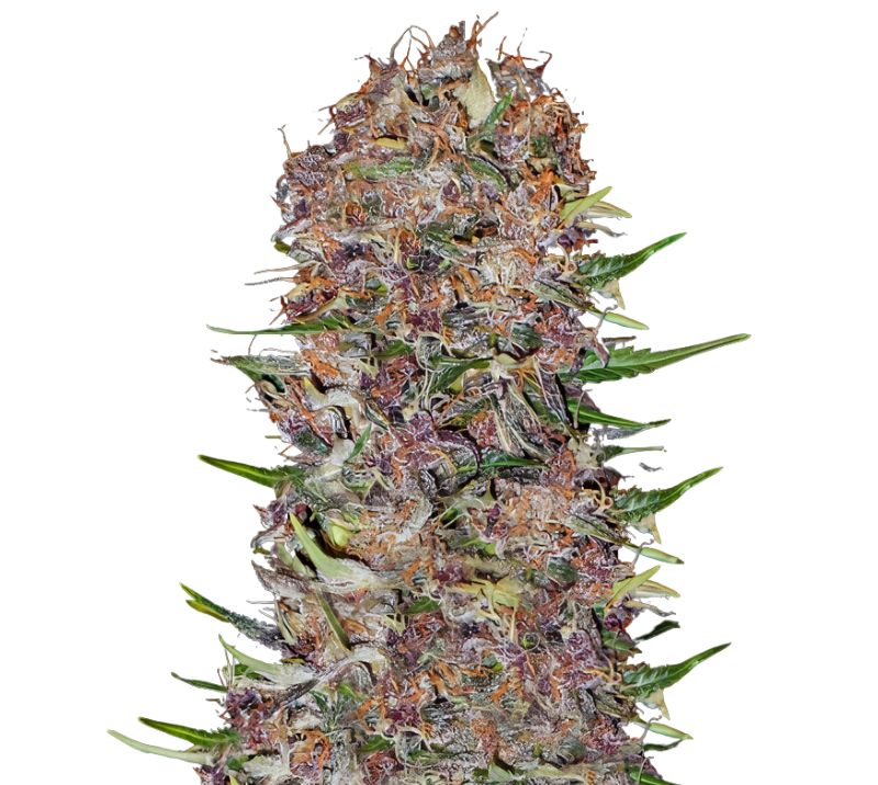 Candy Cream Feminized