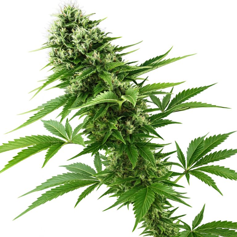 Candy Jack Feminized
