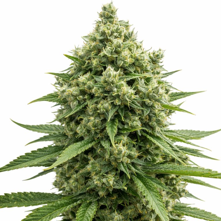 Casey Jones Feminized