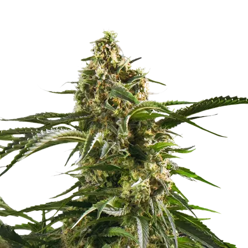 Cherry AK-47 Feminized