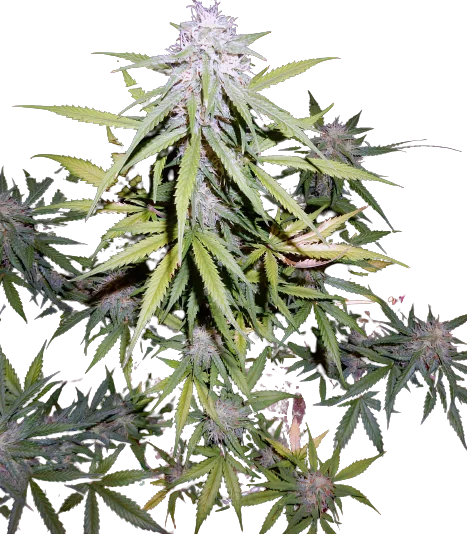 Cherry Bomb Feminized