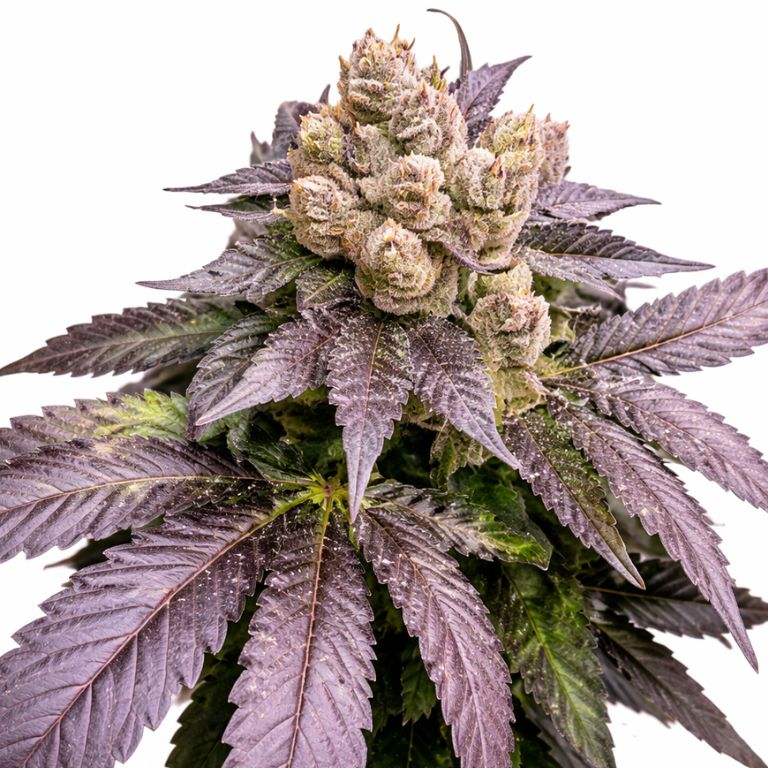 Cherry Chem Feminized
