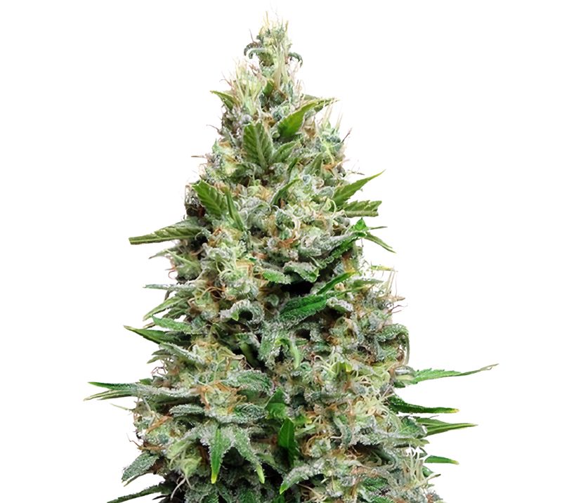 Cherry Diesel Auto