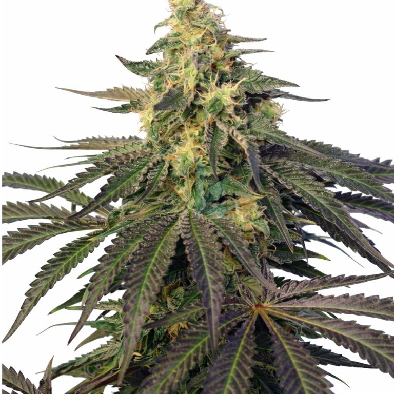 Cream Caramel Feminized