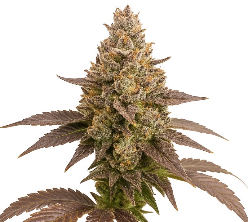 Critical Plus Feminized