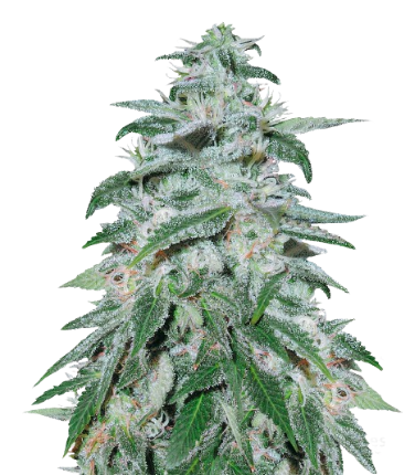 Darth Vader OG Feminized