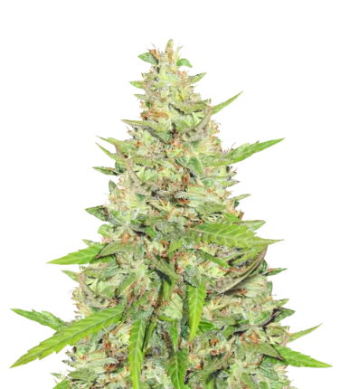 Diamond OG Auto