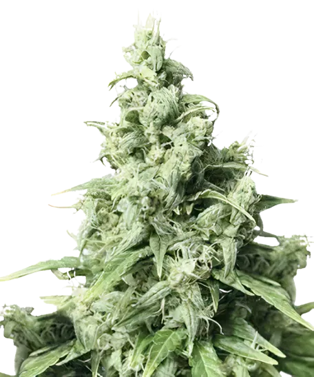 Diamond Valley Kush Feminized