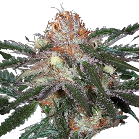Diesel Duff Feminized