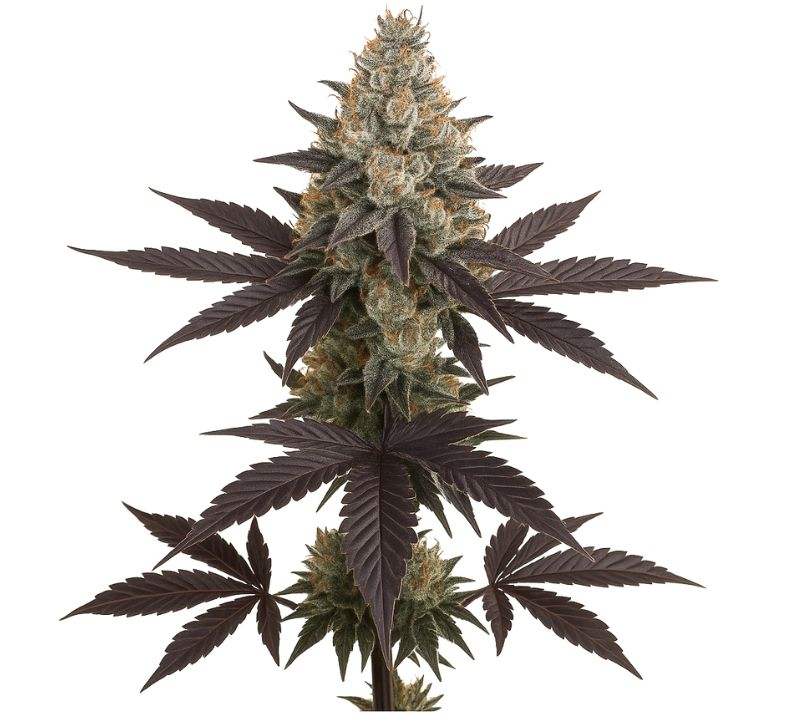 Dream Queen Feminized