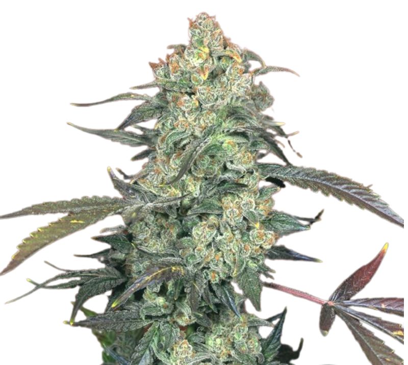 Ecto Cooler Feminized