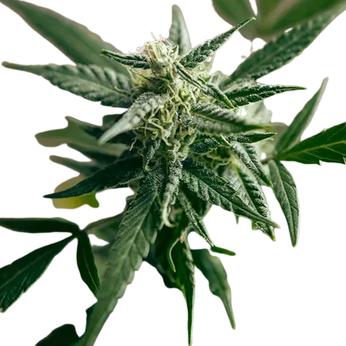 Edelweiss Feminized