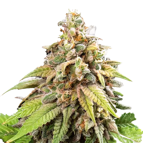 Galactic Jack Feminized