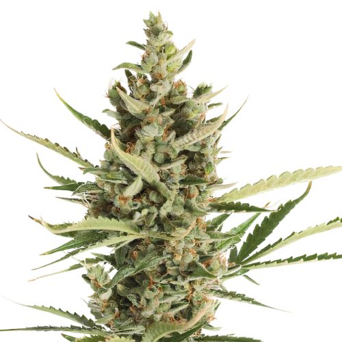 Game Changer Feminized