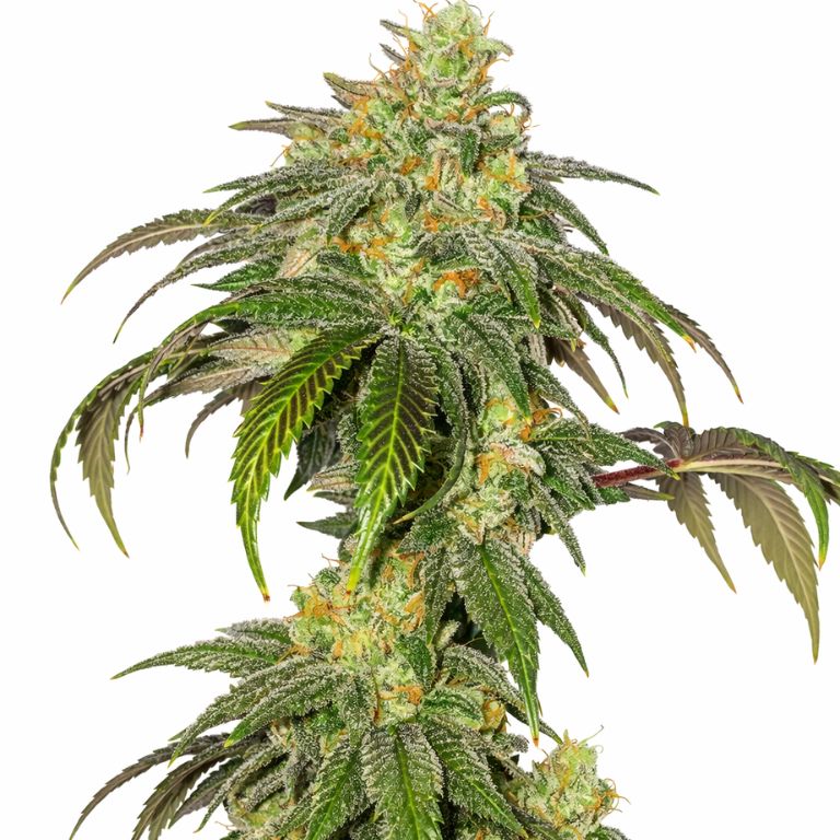 Garlic Bud Feminized