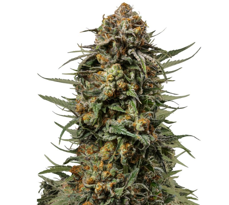Gelato 44 Feminized