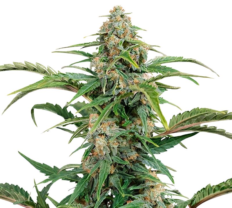 Glass Slipper Auto