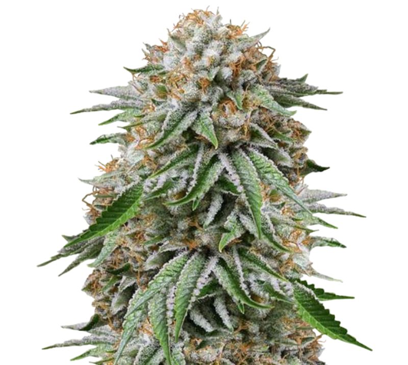 Go Time Feminized