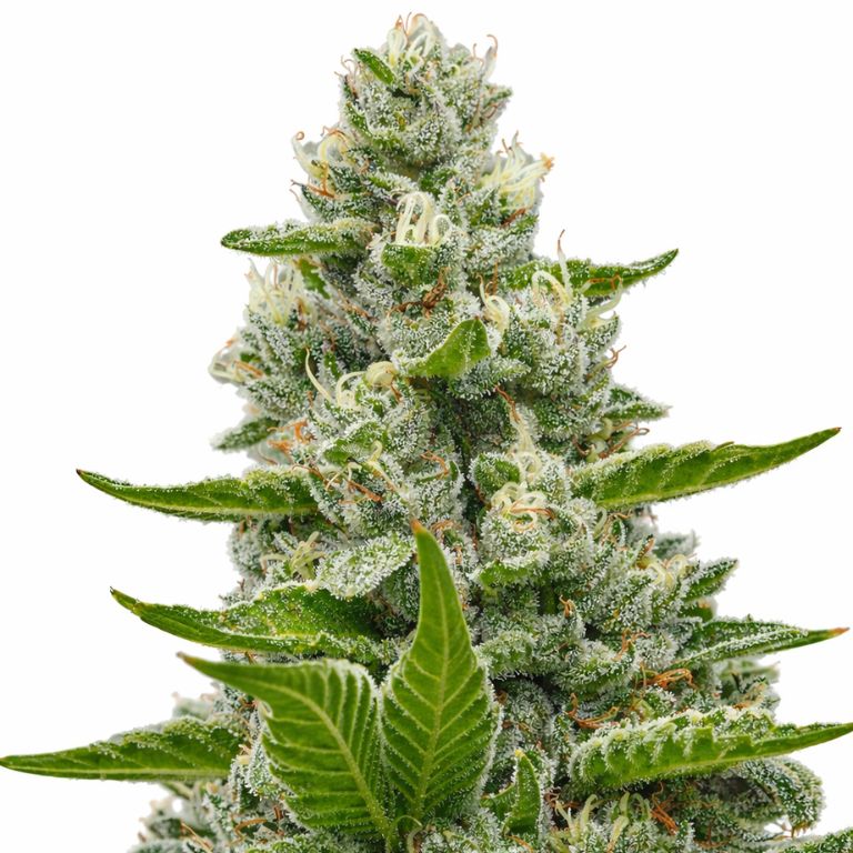 Goat Milk Feminized