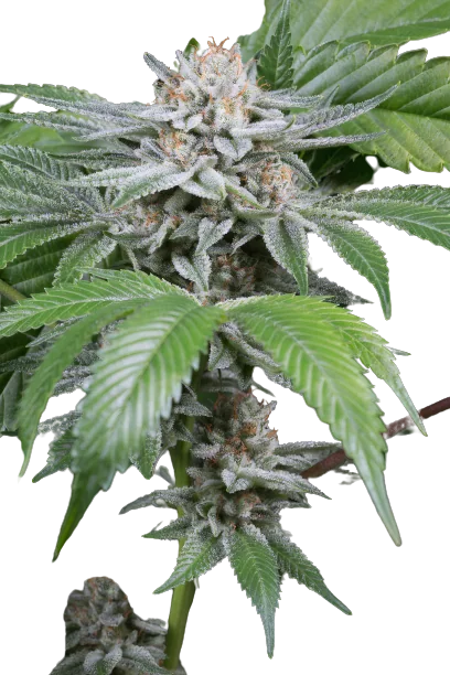 Gorilla Biscuit Feminized