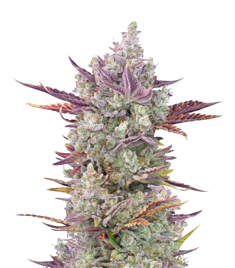 Gorilla Cookies Feminized