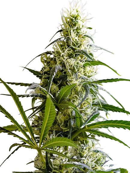 Green Avenger Feminized
