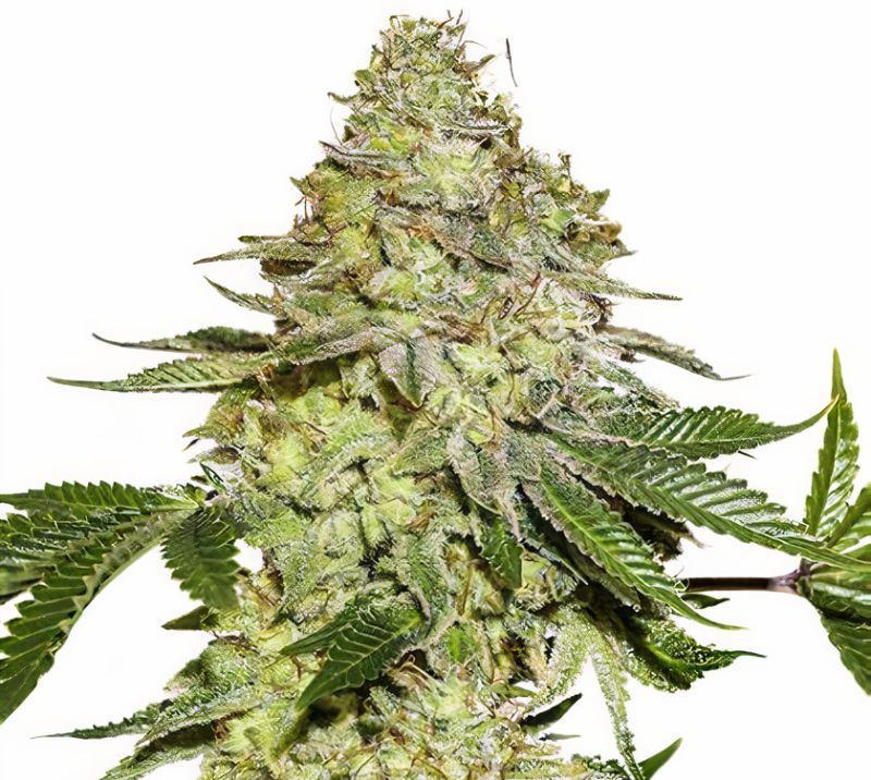 Green Candy Feminized