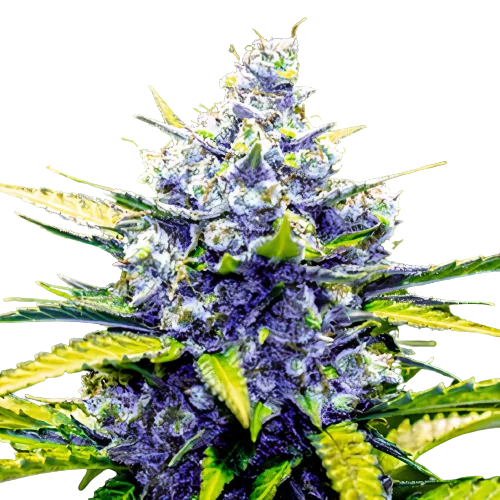 Green Cheese Feminized