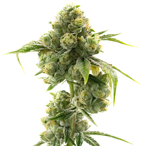 Hashbar OG Feminized