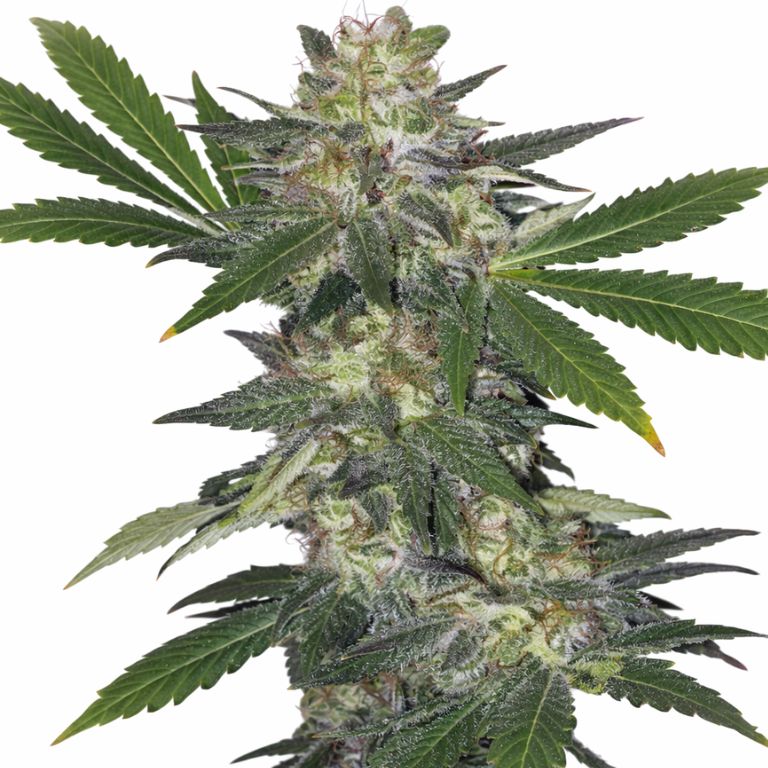 Hog's Breath Feminized