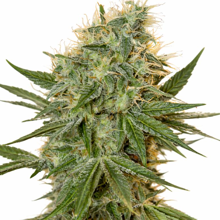 Jean Guy Feminized