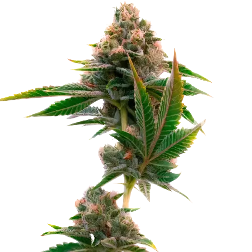 Jedi Cookies Feminized
